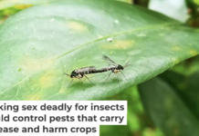 In the toxic male technique, genetically engineered male insects would implant semen containing toxic venom into the female insects during mating. Madugrero/Wikimedia Commons, CC BY-SA